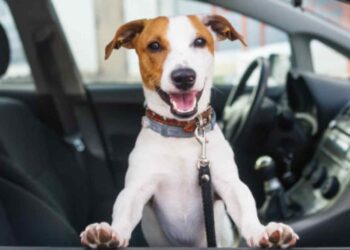 Los perros prefieren viajar en coche eléctrico
