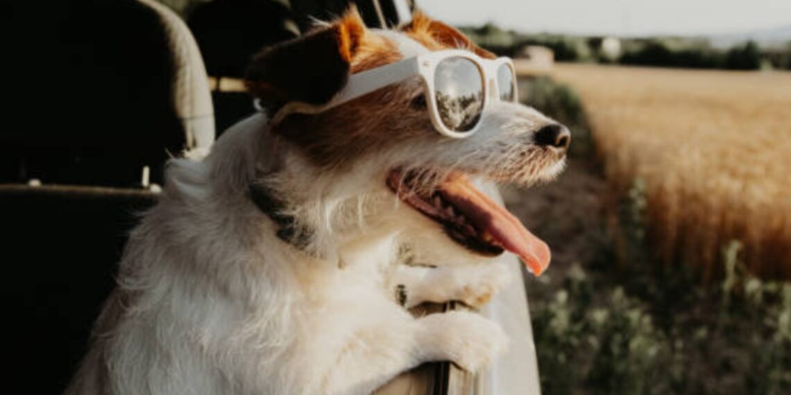 Tesla crea el ‘modo perro’ para proteger a tu mascota de la ola de calor