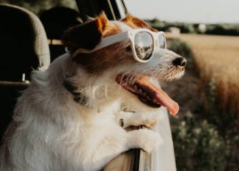 Tesla crea el ‘modo perro’ para proteger a tu mascota de la ola de calor